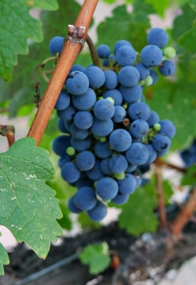 Visit the Temecula wineries on a romantic weekend!